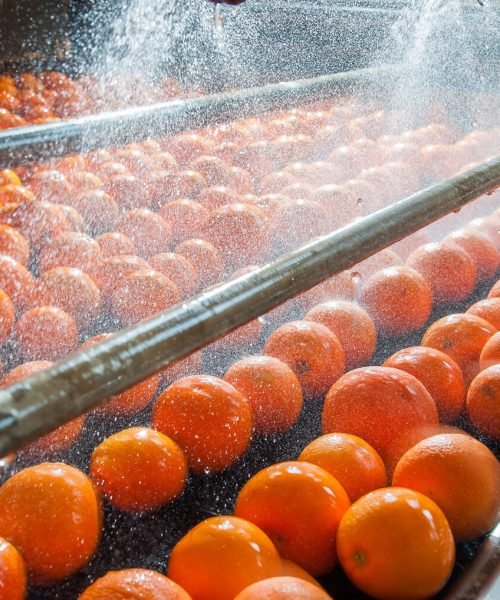fresh-fruit-processing-cleaning